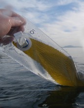 Hand pulling bag with giant kelp sample from the water.